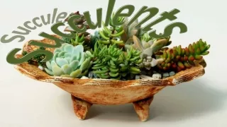 succulents