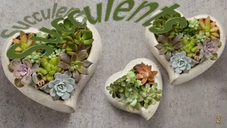 succulents