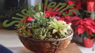 succulents