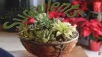 Succulents3 - slide 1