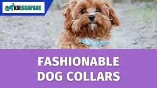 Check Out This Amazing Fashionable Dog Collars - K9 Escapade