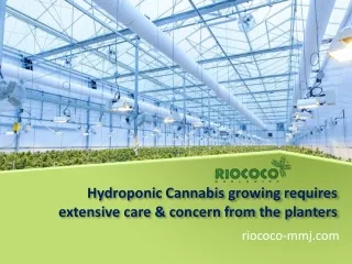 Hydroponic Cannabis growing requires extensive care & concern from the planters