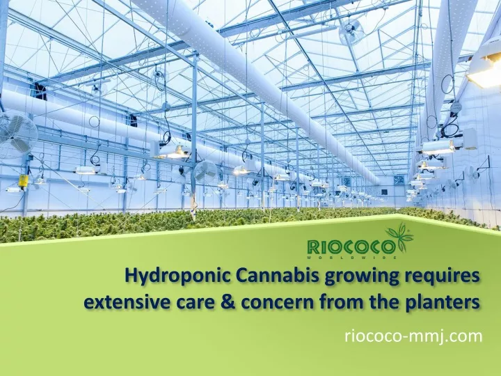 hydroponic cannabis growing requires extensive care concern from the planters