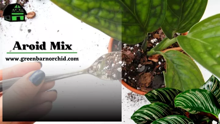 aroid mix aroid mix www greenbarnorchid com