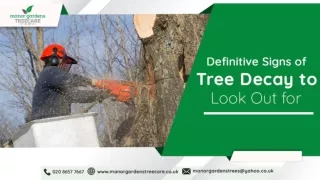 Definitive Signs of Tree Decay to Look Out for