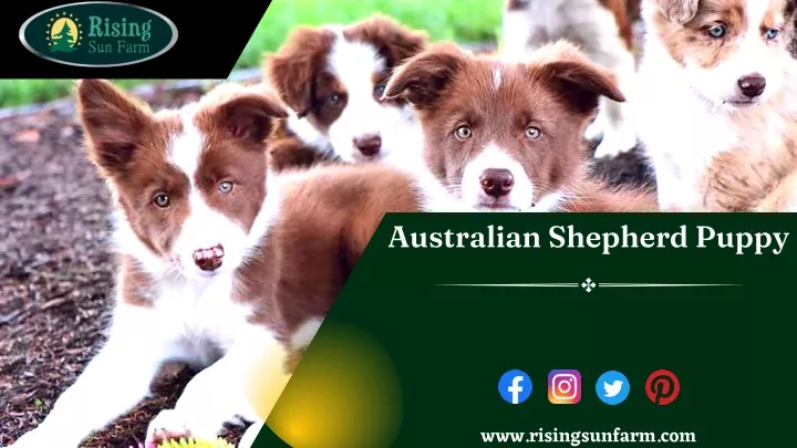 australian shepherd puppy