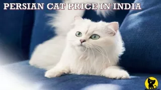 Persian cat price in India
