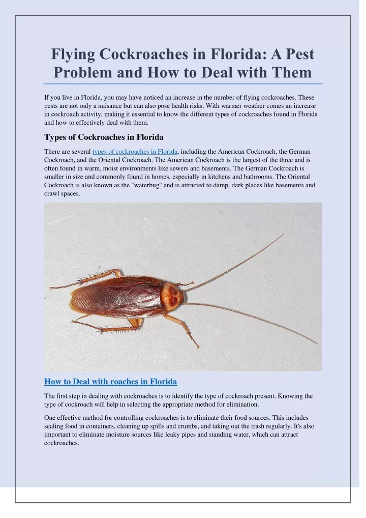 Flying Cockroaches In Florida A Pest Problem N 