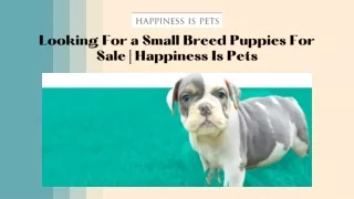 Looking For a Small Breed Puppies For Sale | Happiness Is Pets