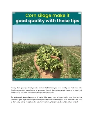corn silage_ make it good quality with these tips