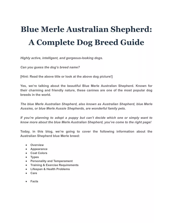 blue merle australian shepherd