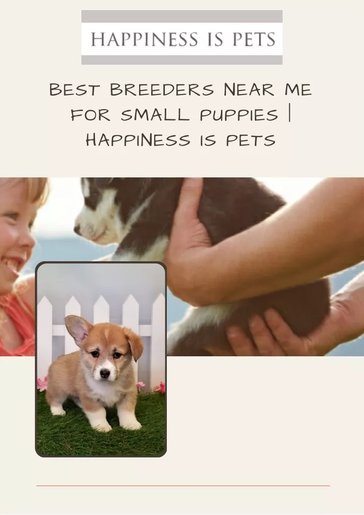 best breeders near me for small puppies happiness