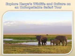 Explore Kenya's Wildlife and Culture on an Unforgettable Safari Tour
