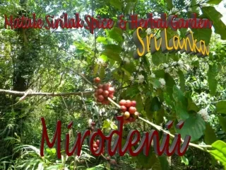 matale sirilak spice herbal garden