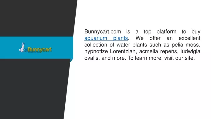 bunnycart com is a top platform to buy aquarium