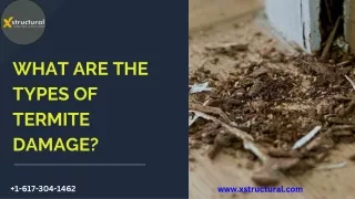 What Are The Types of Termite Damage?