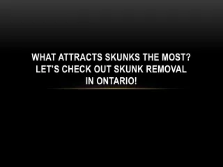 What attracts Skunks the most? Let’s check out Skunk removal in Ontario!
