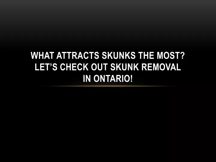 what attracts skunks the most let s check out skunk removal in ontario