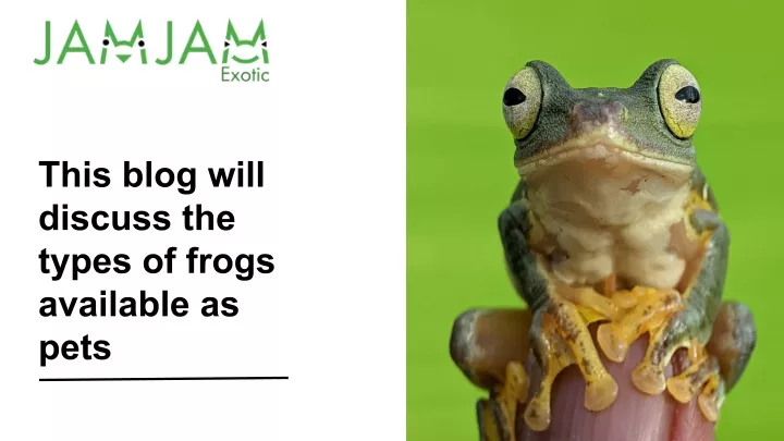 this blog will discuss the types of frogs