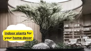 plants for home (3)