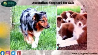 Get best quality Australian Shepherd for Sale at Rising Sun Farm