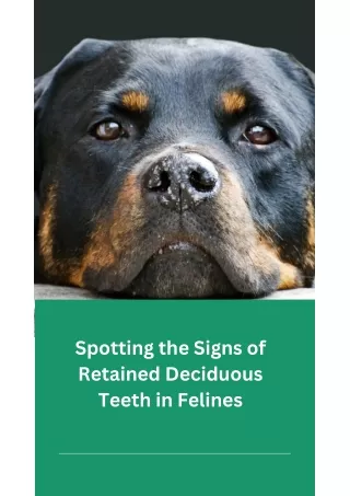 Spotting the Signs of Retained Deciduous Teeth