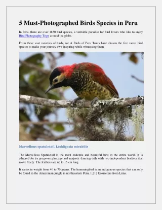5 Must-Photographed Birds Species in Peru