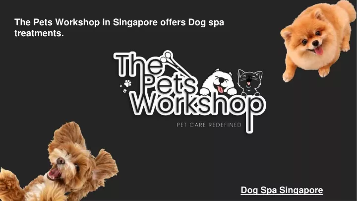 the pets workshop in singapore offers