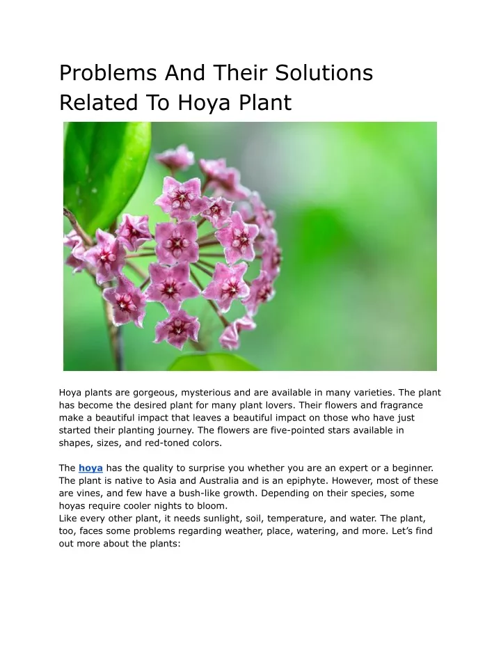 problems and their solutions related to hoya plant