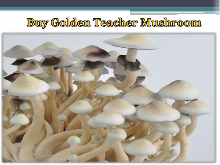 buy golden teacher mushroom