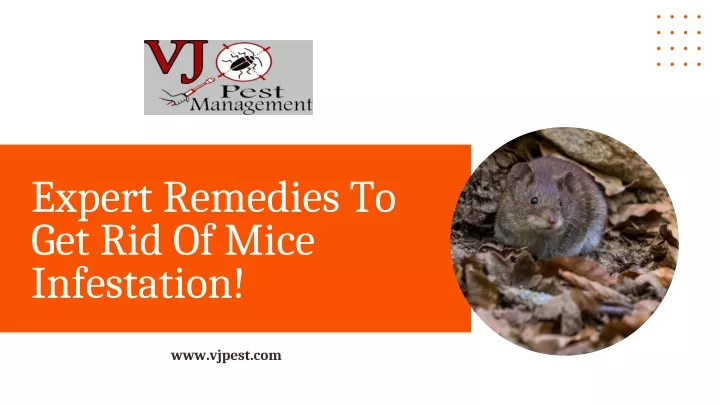 expert remedies to get rid of mice infestation