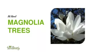 All About Magnolia Trees Presentation