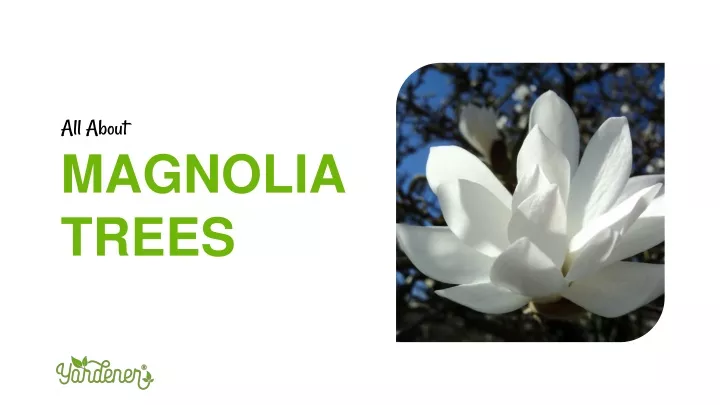 all about magnolia trees