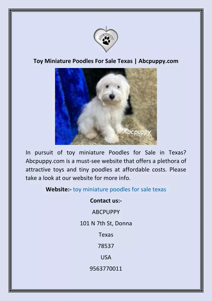 toy miniature poodles for sale texas abcpuppy com