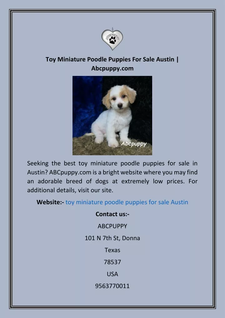 toy miniature poodle puppies for sale austin