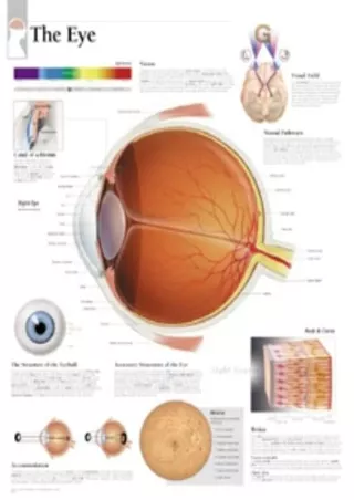 the eye chart wall chart download pdf read