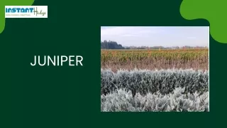 juniper