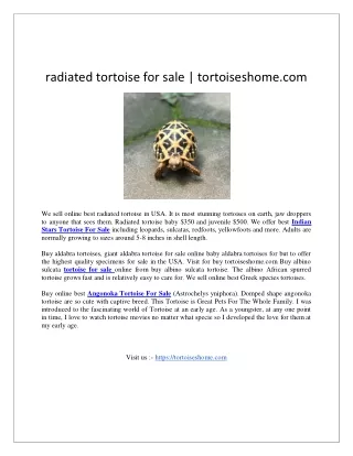 radiated tortoise for sale  tortoiseshome.com