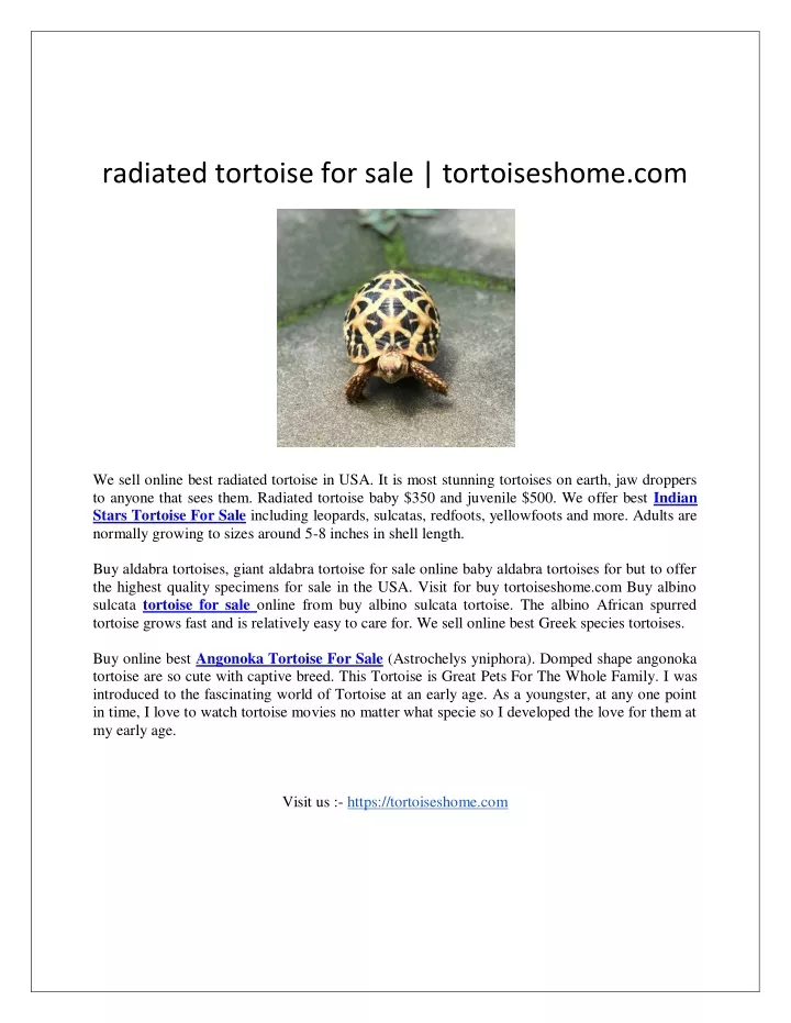 radiated tortoise for sale tortoiseshome com