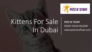 Kittens For Sale In Dubai
