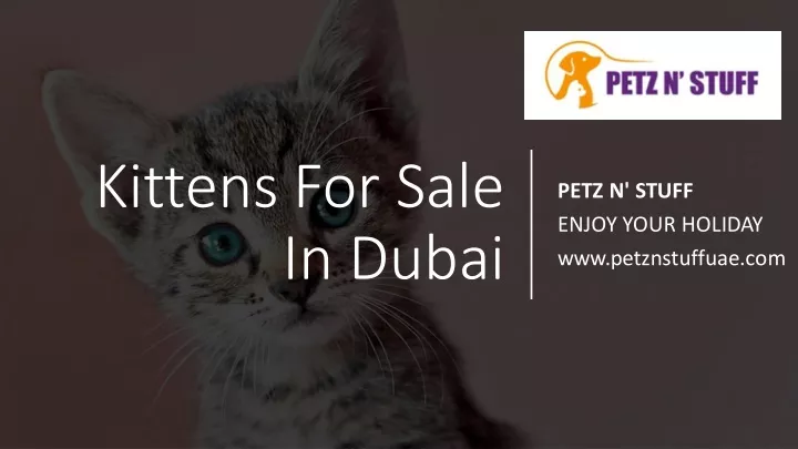 kittens for sale in dubai