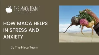 how maca helps in stress and anxiety