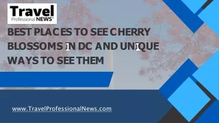 Best places to see cherry blossoms in Washington DC