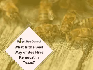What Is the Best Way of Bee Hive Removal in Texas