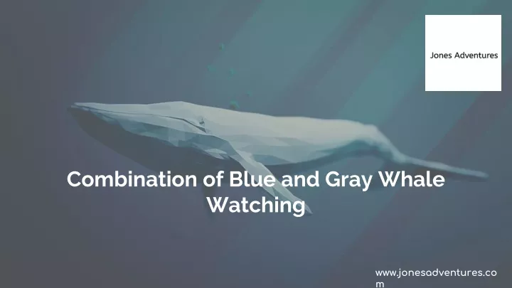 combination of blue and gray whale watching