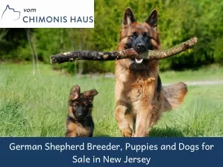 German Shepherd Breeder, Puppies and Dogs for Sale in New Jersey