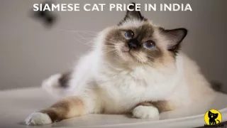 Siamese cat price in India