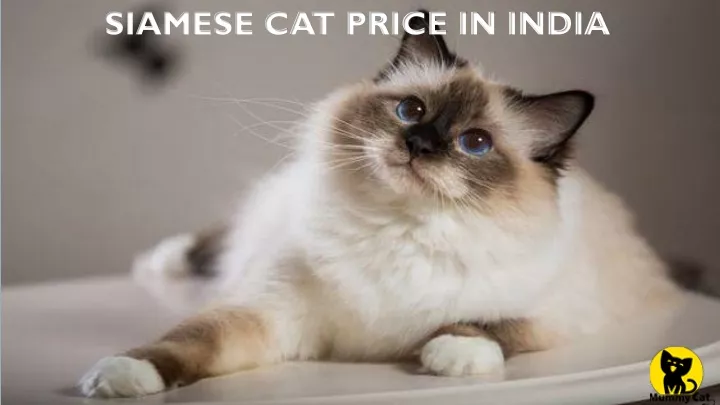 siamese cat price in india