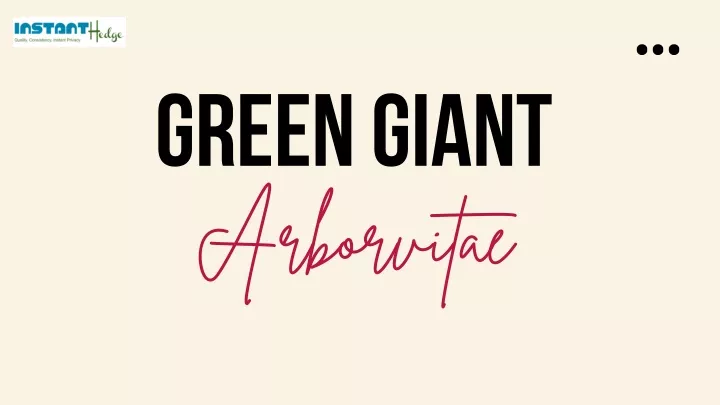 green giant arborvitae