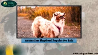 Australian Shepherd Puppies for Sale at Rising Sun Farm find the perfect one.